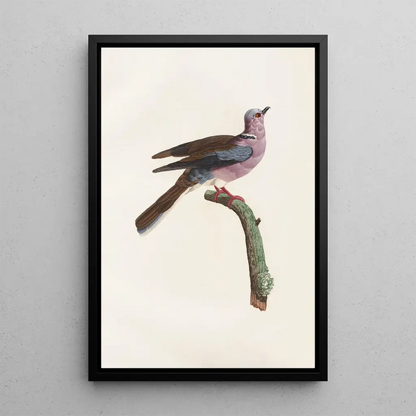 Riproduzione del dipinto Les pigeons Pl52 - Coenraad Jacob Temminck