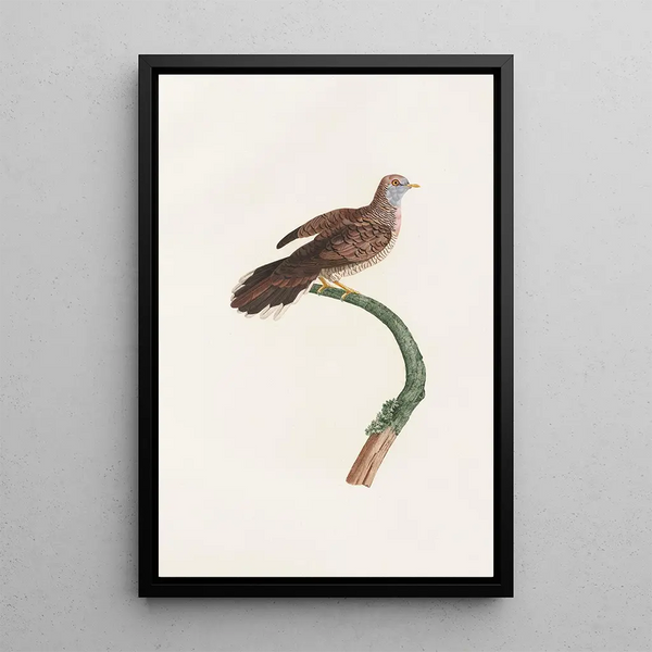 I colombi Pl59 - Coenraad Jacob Temminck — quadro incorniciato alla parete