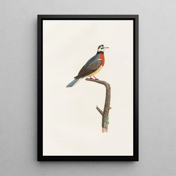 I colombi Pl63 - Coenraad Jacob Temminck — quadro incorniciato alla parete