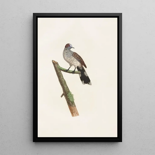 I colombi Pl64 - Coenraad Jacob Temminck — quadro incorniciato alla parete