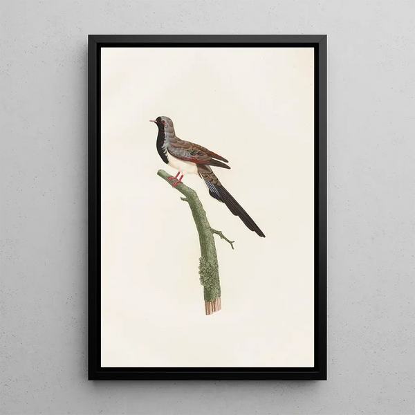 I colombi Pl66 - Coenraad Jacob Temminck — quadro incorniciato alla parete