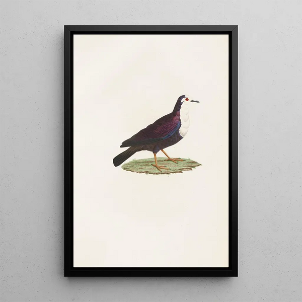 Les pigeons Pl67 - Coenraad Jacob Temminck — quadro incorniciato alla parete