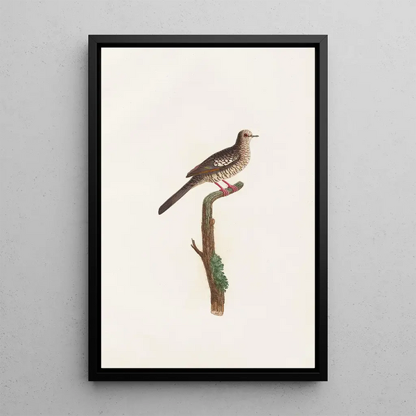 Riproduzione del dipinto Les pigeons Pl71 - Coenraad Jacob Temminck