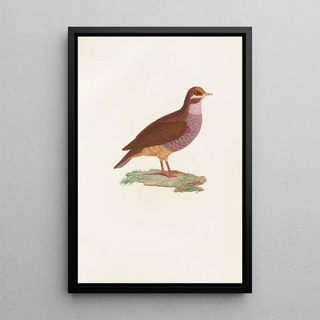 Coenraad Jacob Temminck - Les pigeons Pl76.webp