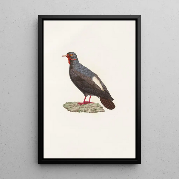Les pigeons Pl82 - Coenraad Jacob Temminck — quadro incorniciato alla parete