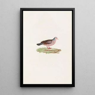 Coenraad Jacob Temminck - Les pigeons Pl87.webp
