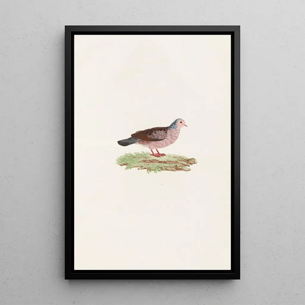 Les pigeons Pl87 - Coenraad Jacob Temminck — quadro incorniciato alla parete