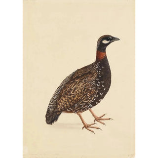 Company School - A Black Partridge.webp