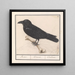 Corvo Corvus corax - Anselmus Botius de Boodt — quadro incorniciato alla parete