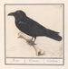 Corvo Corvus corax - Anselmus Botius de Boodt — vista dell’opera