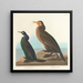 Cormorano verde viola - John James Audubon — quadro incorniciato alla parete