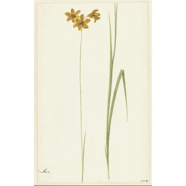 Cornelis van Noorde - Ixia.webp