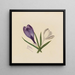 Crocus - Mary Vaux Walcott — quadro incorniciato alla parete