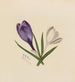 Crocus - Mary Vaux Walcott — vista dell’opera