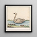 Cigno Cygnus - Anselmus Botius de Boodt — quadro incorniciato alla parete