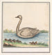 Cigno Cygnus - Anselmus Botius de Boodt — vista dell’opera
