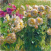 Dahlias - Carl Moll — vista dell’opera