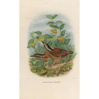 Daniel Giraud Elliot - A monograph of the Pittid or family of antthrushes Pl01.webp