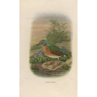 Daniel Giraud Elliot - A monograph of the Pittid or family of antthrushes Pl09.webp