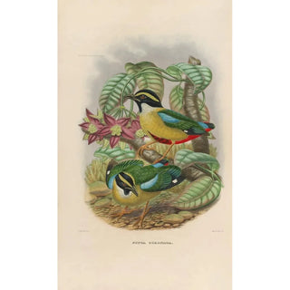 Daniel Giraud Elliot - A monograph of the Pittid or family of antthrushes Pl12.webp