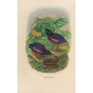 Daniel Giraud Elliot - A monograph of the Pittid or family of antthrushes Pl22.webp