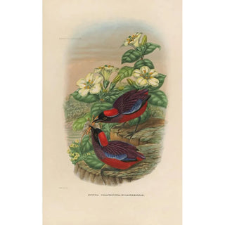 Daniel Giraud Elliot - A monograph of the Pittid or family of antthrushes Pl24.webp