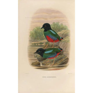 Daniel Giraud Elliot - A monograph of the Pittid or family of antthrushes Pl44.webp