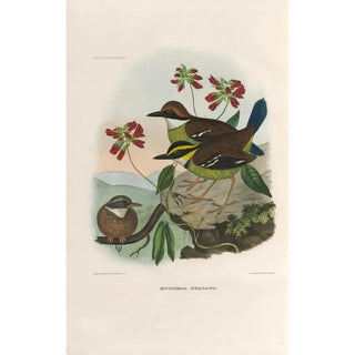 Daniel Giraud Elliot - A monograph of the Pittid or family of antthrushes Pl47.webp