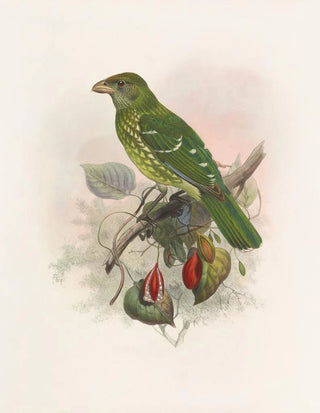 Daniel Giraud Elliot - Ailuraedus crassirostris.webp