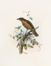 Amblyornis senza ornamento - Daniel Giraud Elliot — vista dell’opera