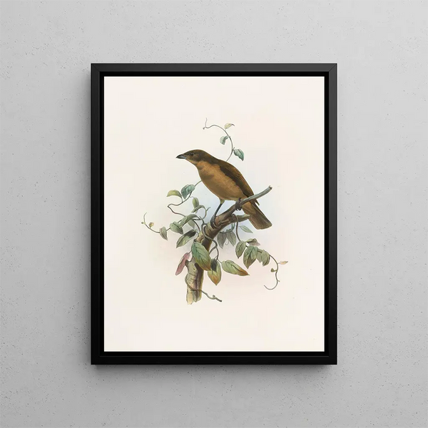 Daniel Giraud Elliot - Amblyornis Inornatus.webp