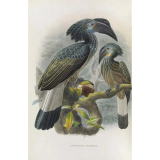 Daniel Giraud Elliot - Anorrhinus galeritus.webp