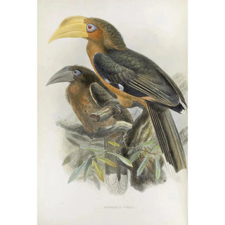 Daniel Giraud Elliot - Anorrhinus tickelli.webp