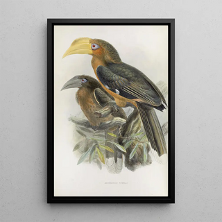 Daniel Giraud Elliot - Anorrhinus tickelli.webp