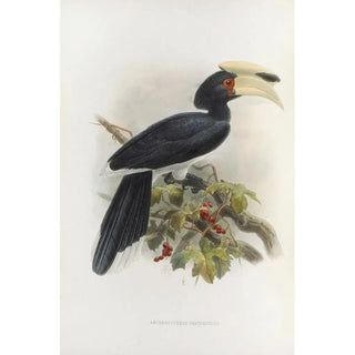 Daniel Giraud Elliot - Anthracoceros fraterculus.webp