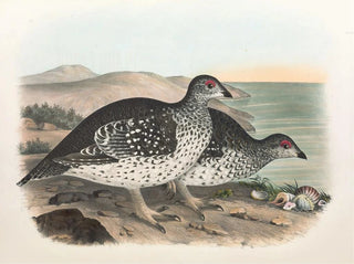 Daniel Giraud Elliot - Arctic Sharp Tailed Grouse.webp