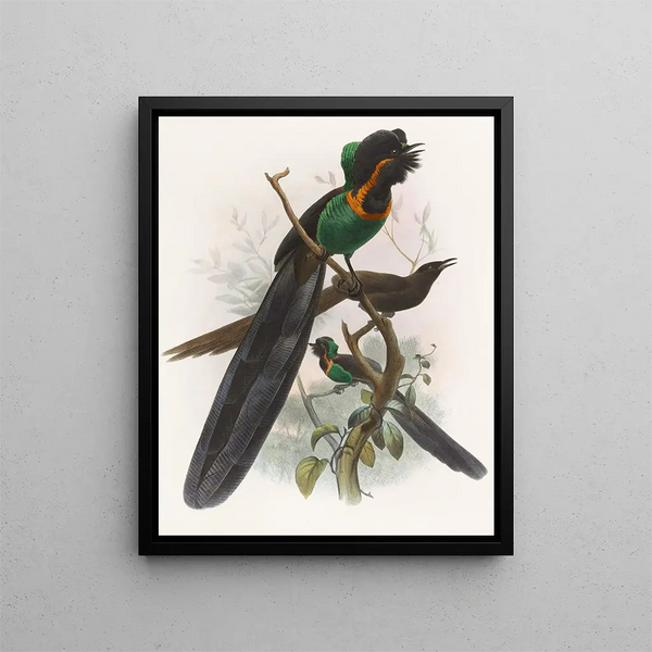 Astrapia nigra - Daniel Giraud Elliot — quadro incorniciato alla parete
