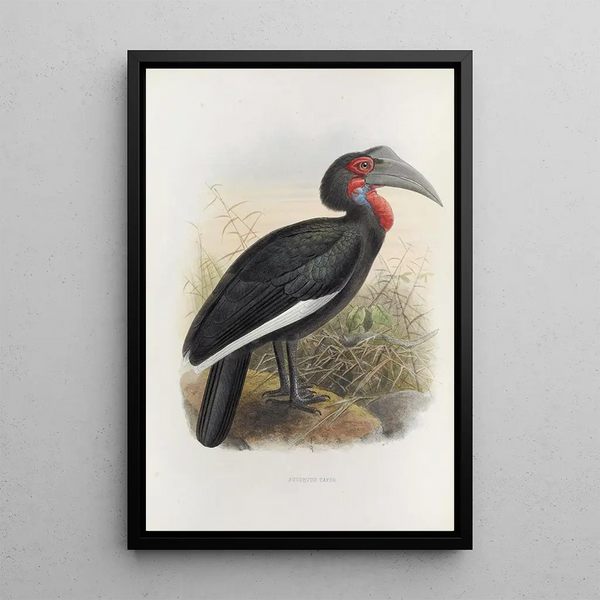 Bucorvus cafer - Daniel Giraud Elliot — quadro incorniciato alla parete