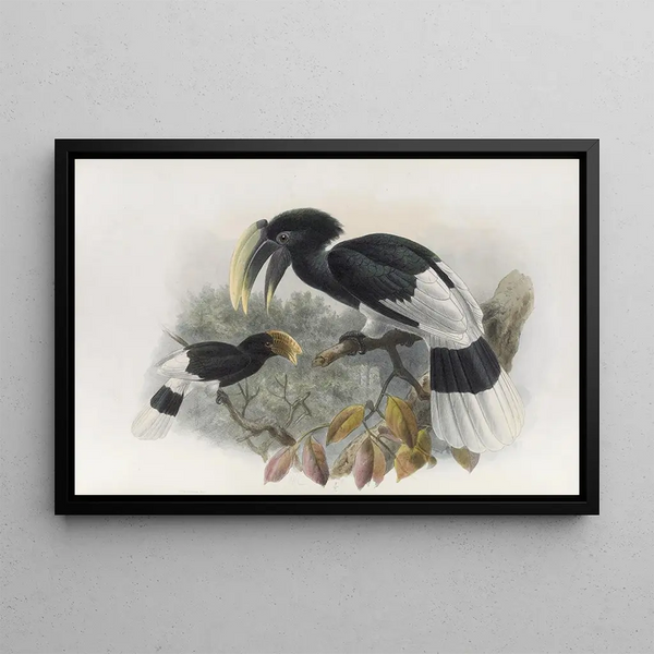 Bycanistes albotibialis - Daniel Giraud Elliot — quadro incorniciato alla parete