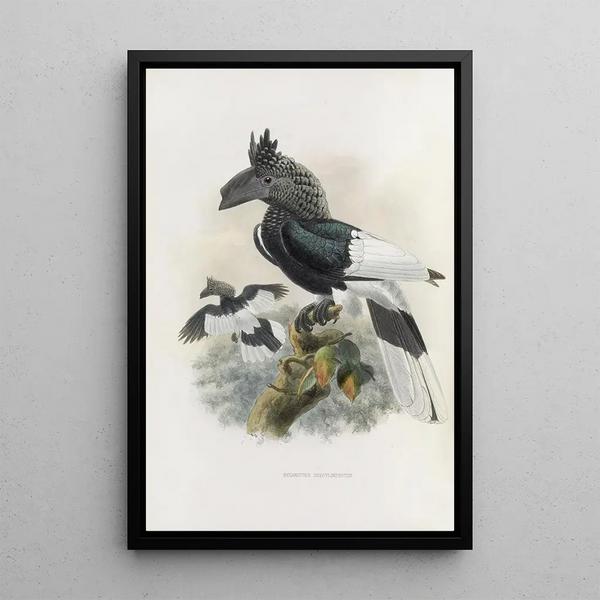 Bycanistes subcylindricus - Daniel Giraud Elliot — quadro incorniciato alla parete