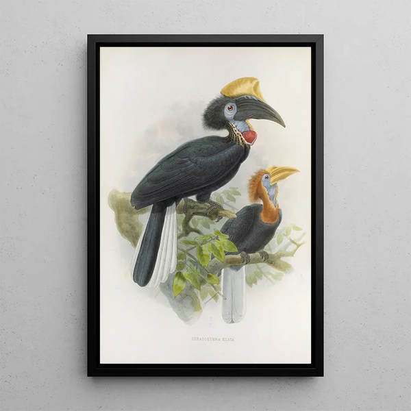Ceratogymna elata - Daniel Giraud Elliot — quadro incorniciato alla parete
