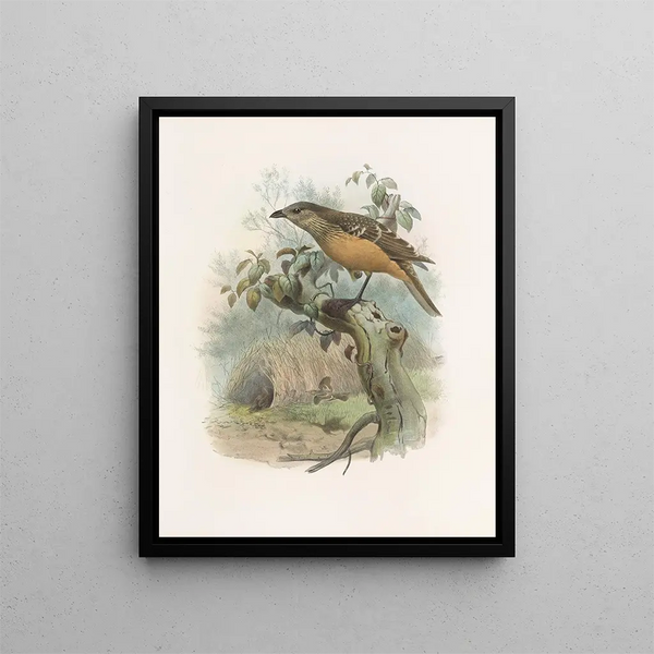 Chlamydodera cerviniventris - Daniel Giraud Elliot — quadro incorniciato alla parete
