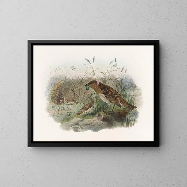 Chlamydodera maculata - Daniel Giraud Elliot — quadro incorniciato alla parete