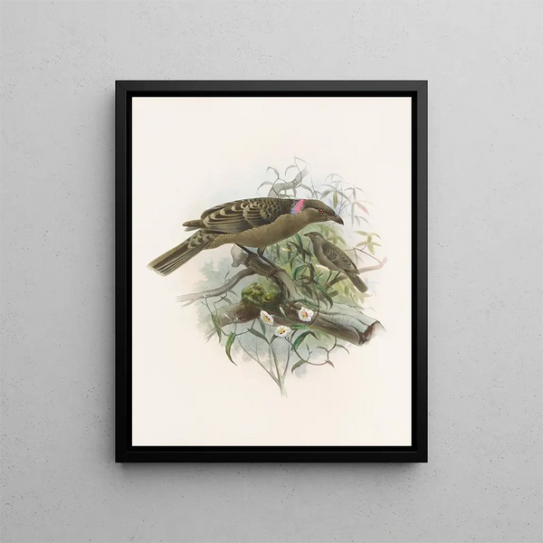 Chlamydodera nuchalis - Daniel Giraud Elliot — quadro incorniciato alla parete