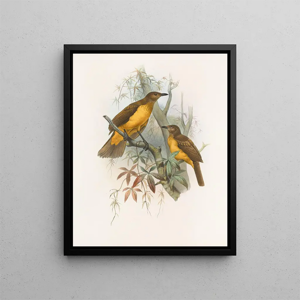 Chlamydodera xanthocantha - Daniel Giraud Elliot — quadro incorniciato alla parete