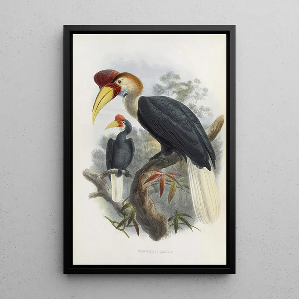 Cranorrhinus cassidix - Daniel Giraud Elliot — quadro incorniciato alla parete