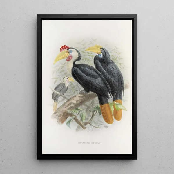 Cranorrhinus corrugatus - Daniel Giraud Elliot — quadro incorniciato alla parete