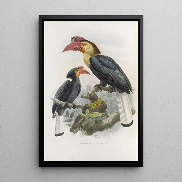 Cranorrhinus leucocephalus - Daniel Giraud Elliot — quadro incorniciato alla parete