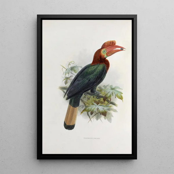 Cranorrhinus waldeni - Daniel Giraud Elliot — quadro incorniciato alla parete