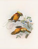 Diphyllodes chrysoptera - Daniel Giraud Elliot — vista dell’opera